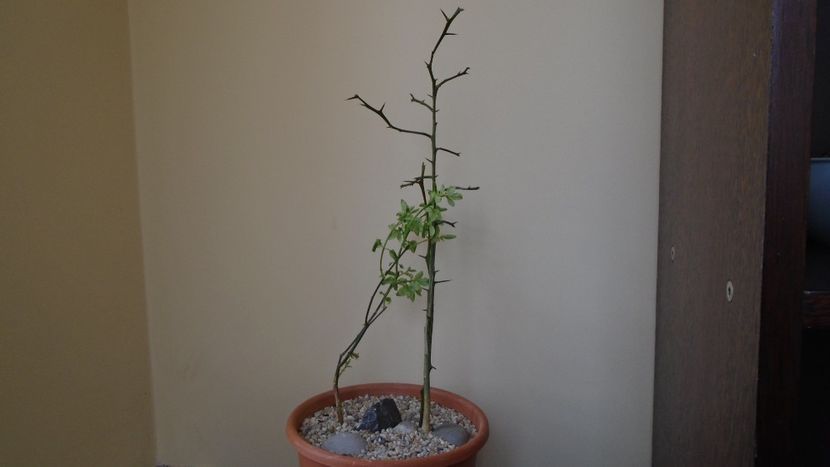 Lamai chinezesc (Poncirus trifoliata), Centrul si Nordul Chinei, Siberia (-20C) & Iasomie de iarna ( - Bonsai si prebonsai 2020-2023