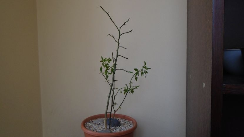 Lamai chinezesc (Poncirus trifoliata), Centrul si Nordul Chinei, Siberia (-20C) & Iasomie de iarna ( - Bonsai si prebonsai 2020-2023