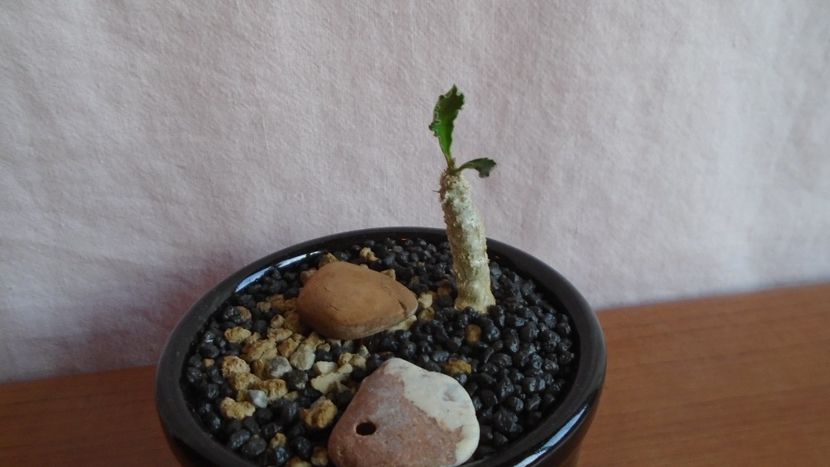  - Suculente-Agave-Yucca si Dracaena 2021