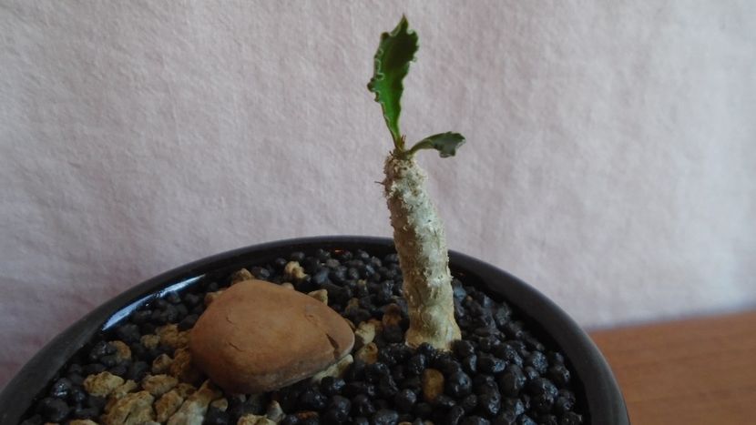  - Suculente-Agave-Yucca si Dracaena 2021