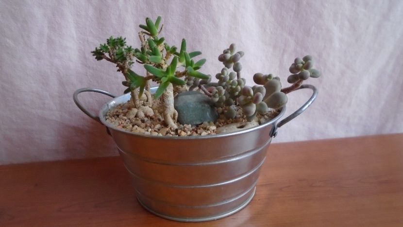  - Suculente-Agave-Yucca si Dracaena 2021