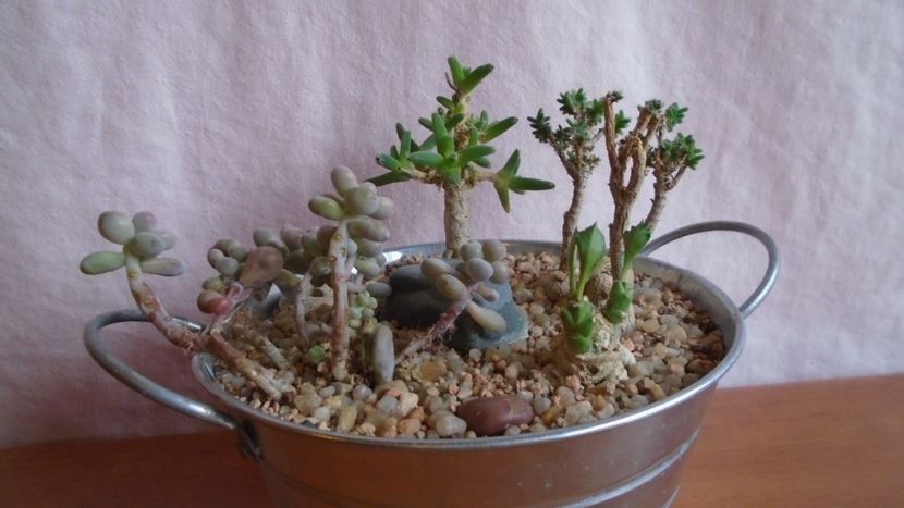  - Suculente-Agave-Yucca si Dracaena 2021