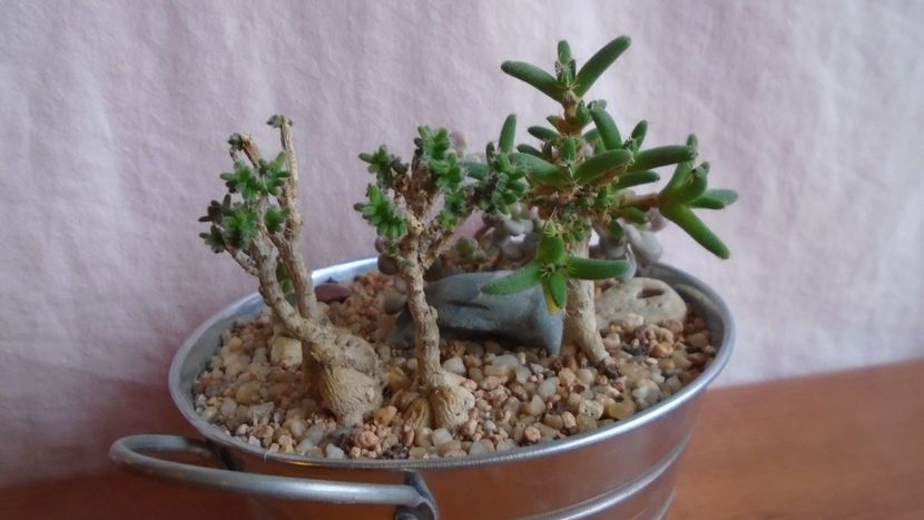  - Suculente-Agave-Yucca si Dracaena 2021