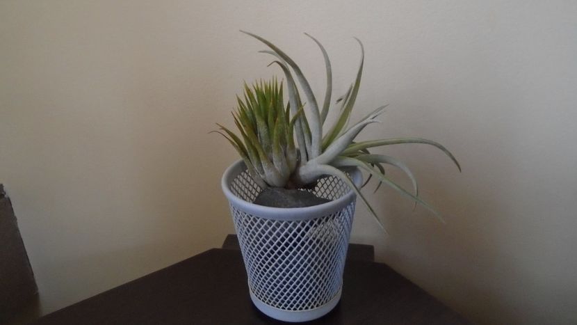  - Suculente-Agave-Yucca si Dracaena 2021