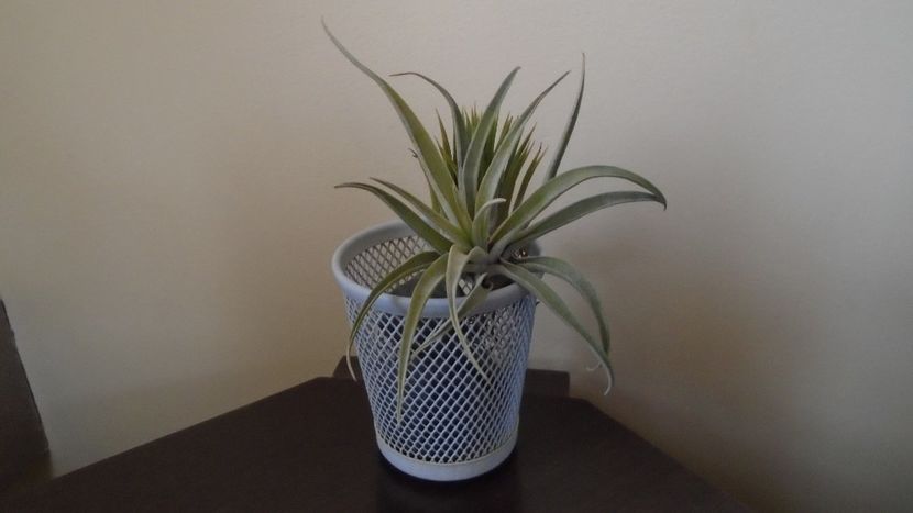  - Suculente-Agave-Yucca si Dracaena 2021