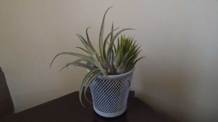  - Suculente-Agave-Yucca si Dracaena 2021