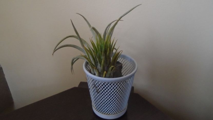  - Suculente-Agave-Yucca si Dracaena 2021