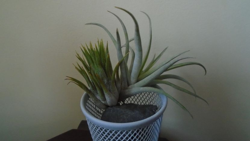  - Suculente-Agave-Yucca si Dracaena 2021