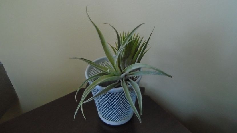  - Suculente-Agave-Yucca si Dracaena 2021
