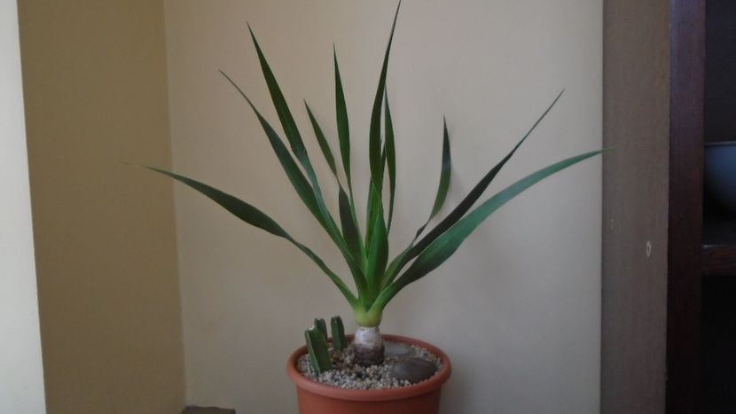  - Suculente-Agave-Yucca si Dracaena 2021