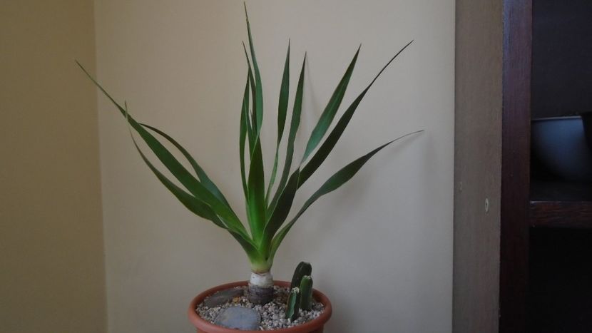  - Suculente-Agave-Yucca si Dracaena 2021