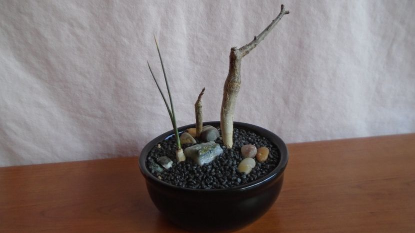  - Suculente-Agave-Yucca si Dracaena 2021
