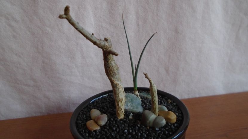  - Suculente-Agave-Yucca si Dracaena 2021