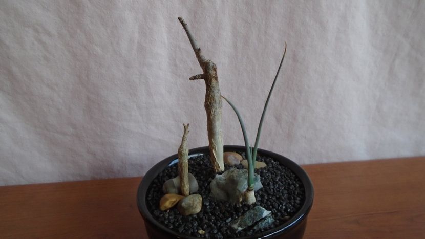  - Suculente-Agave-Yucca si Dracaena 2021
