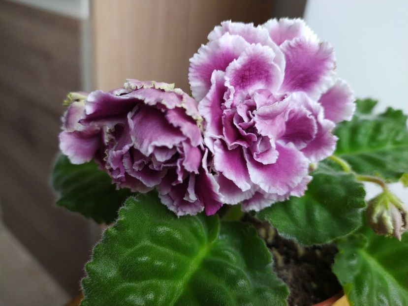 17 martie 2022 - RS Gercoginia sau The Duchess