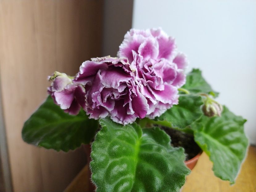 17 martie 2022 - RS Gercoginia sau The Duchess