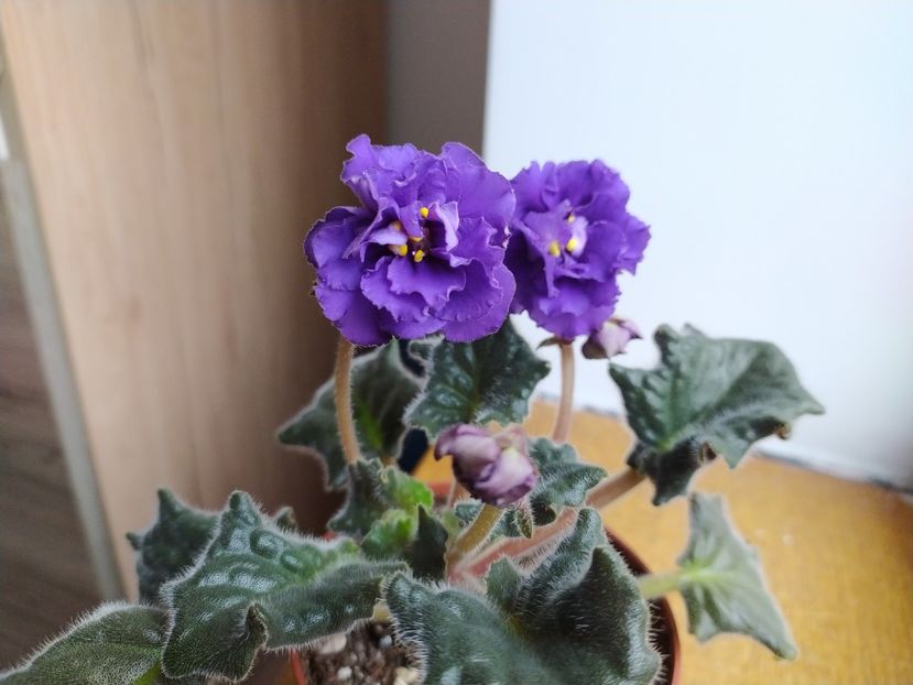 17 martie 2022 - ZZZ_____LE Mozaika sp