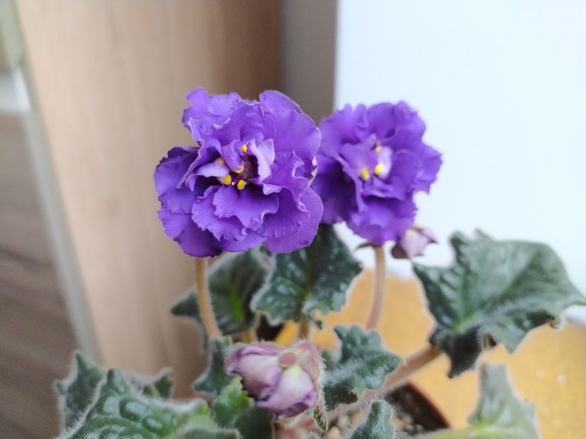 17 martie 2022 - ZZZ_____LE Mozaika sp