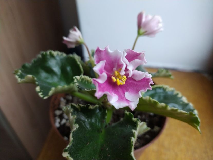 17 martie 2022 - RS Kolokolnyj Zvon