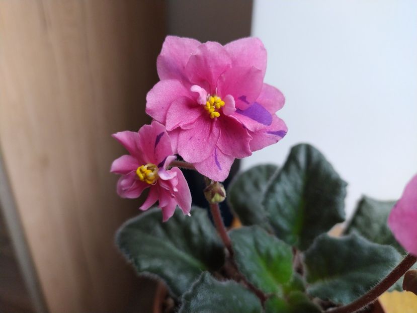 17 martie 2022 - Coral Fantasy