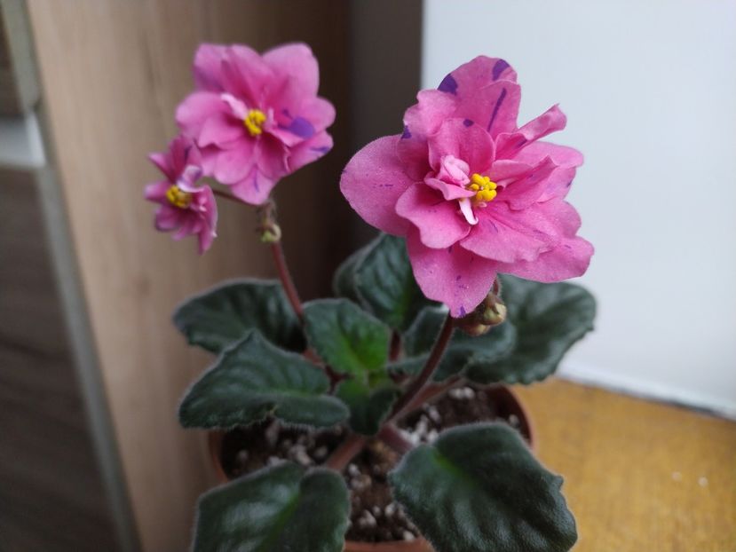 17 martie 2022 - Coral Fantasy