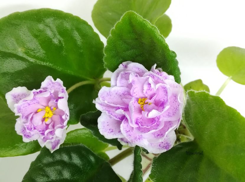 2022 - King s Ransom