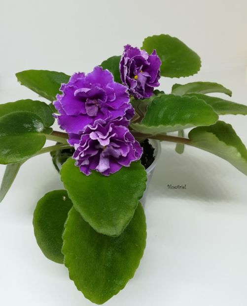 2022 - Ness Cranberry Lace