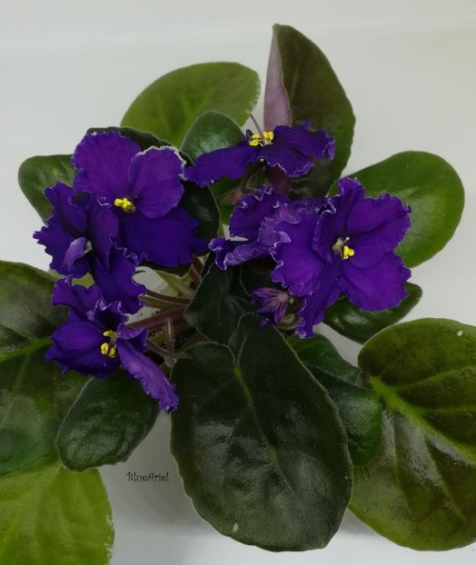 2022 - Apache Midnight