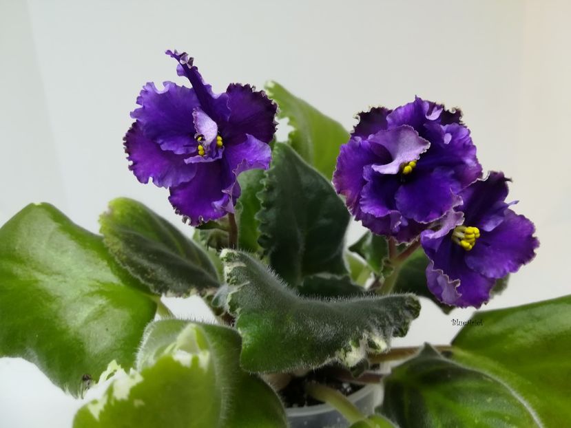 2022 - Midnight Frolic