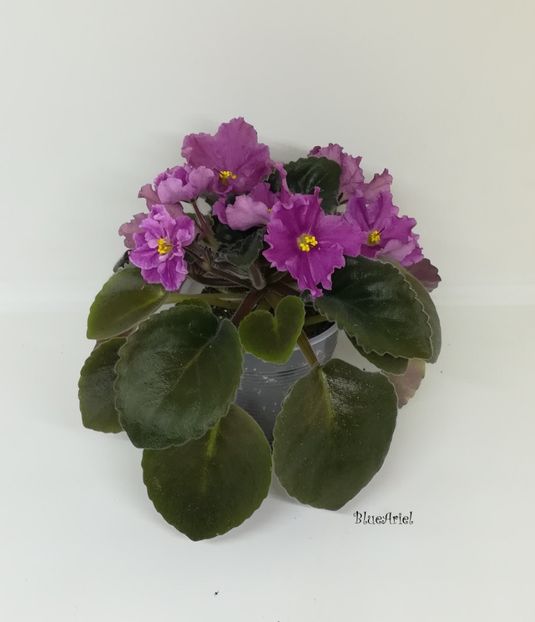  - Rebel_s Carnation Splash