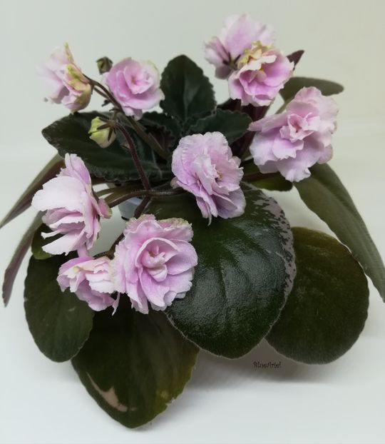  - Wrangler s Jealous Heart