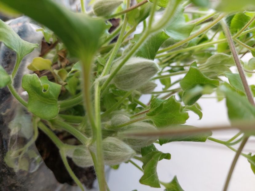  - Clematita Dr Ruppel