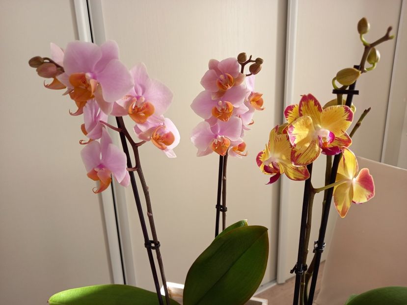  - Orhidee