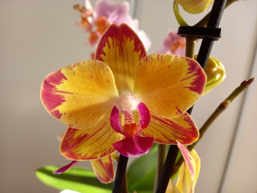 Papagayo - Orhidee