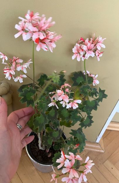 25B575FD-3216-45AD-B61A-5E9EE8FCC150 - Muscate 2021 22