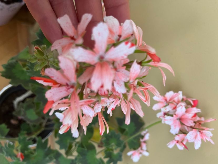 0E69B780-A82F-4C41-B983-FAD36599E5E7 - Muscate 2021 22