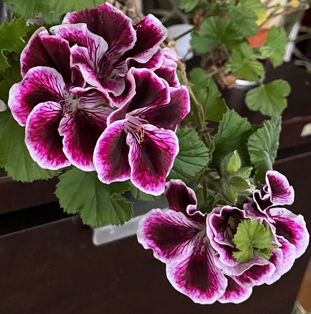 BE946302-B0D2-44C2-B55C-F2E1EFD9B775 - Muscate 2021 22