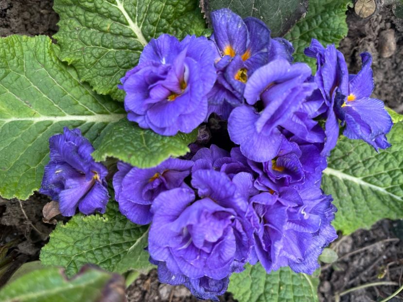 9C1CA969-6723-4491-8CED-453A19123C9B - Primule 21 22 23 24