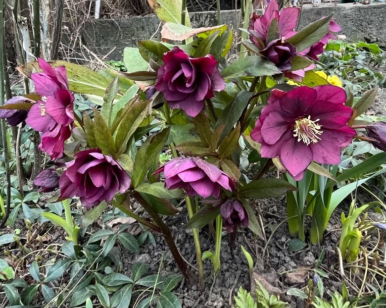 60F44A2A-39FE-427A-A1B5-B7F1DBB087FC - Spanz 21 22