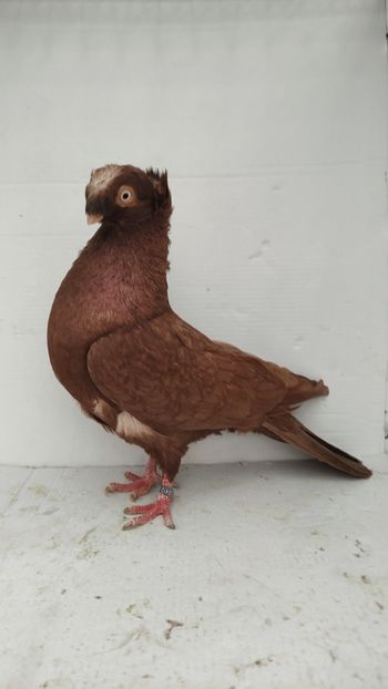 M 2020 - Por bimotati