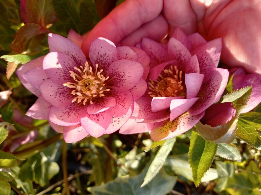 17.03.2022 - Grădina 2022