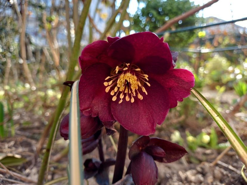 H. Ice n Rose "Merlot" - Grădina 2022