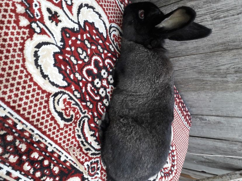  - Fluture german metis