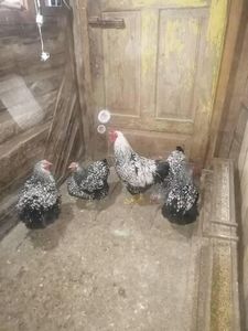  - Wyandotte argintiu negru bordurat 2022 matcă