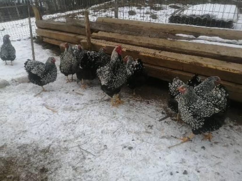  - Wyandotte argintiu negru bordurat 2022 matcă