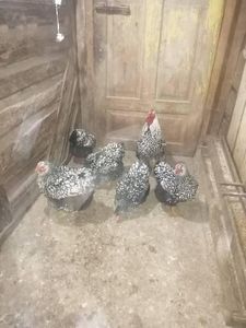  - Wyandotte argintiu negru bordurat 2022 matcă