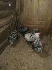  - Wyandotte argintiu negru bordurat 2022 matcă