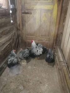  - Wyandotte argintiu negru bordurat 2022 matcă