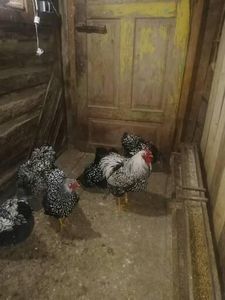  - Wyandotte argintiu negru bordurat 2022 matcă