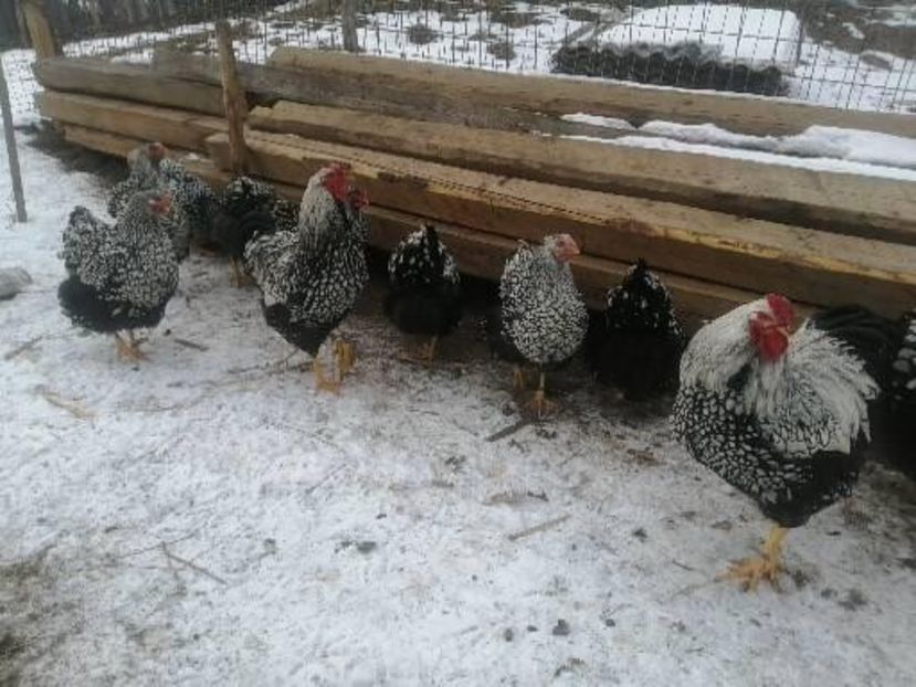  - Wyandotte argintiu negru bordurat 2022 matcă